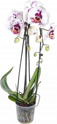 Рослина Фаленопсіс еліт d12 h50
