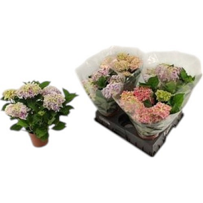 Растение Гортензия 14х40 Bicolor микс