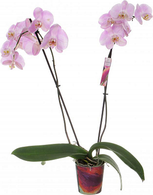 Рослина Фаленопсис мікс 2 стволи 8х10 + 12х60 см