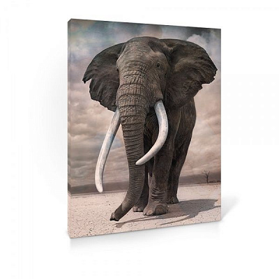 Репродукция Жизнь животных 48x67 см 