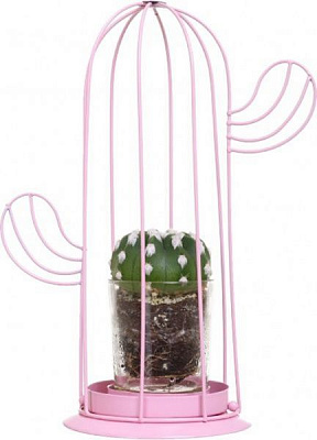 Растение Кактус в стекле в металлическом декоре 10/21