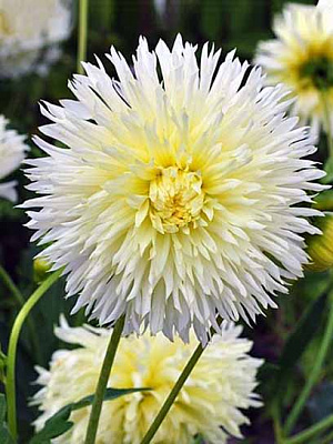 Корнеклубень TUBERBULB Export B.V. георгины фимбриаты Айс Кристал 1 шт. 