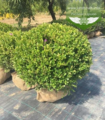 Растение Самшит вариагатный / Buxus sempervirens, С5