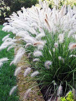 Корневище пеннисетума Хамельн 1 шт. 