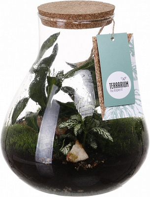 Террариум в бутылке 24x25 см