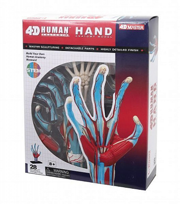 Об’ємна анатомічна модель 4D Master Рука людини FM-626009