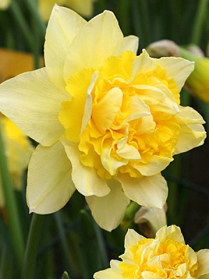 Луковица TUBERBULB Export B.V. нарцисса Дик Вилден 3 шт. 