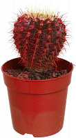 Растение Кактус 7х10 см