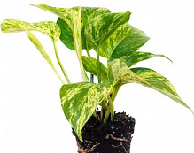Растение Эпипремнум подвесной 15x30 см