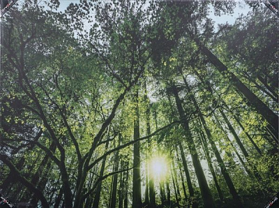 Картина Зеленый лес 113x85 см Styler 