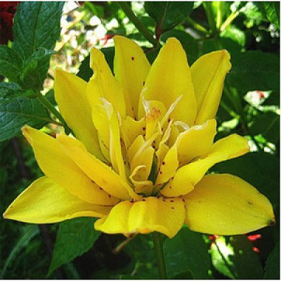 Луковица Лилия азиатская махровая Fata Morgana 1 шт. 