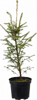 Растение ель обыкновенная Picea abies С3 С5