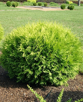 Рослина Туя західна Глобоса Ауреа С3 D20-30(укр)