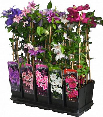 Растение Клематис микс d11/h40