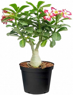 Рослина Аденіум пікоті d11/h25