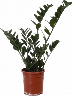 Растение Замиокулькас Raven черный d15/h75