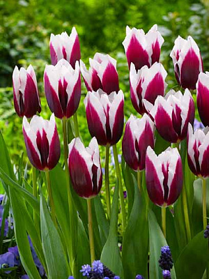 Цибулина тюльпана тріумф Шпіцберген 3 шт.