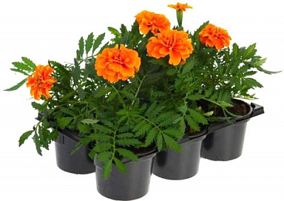 Растение Тагетис мелкоцветковый летняя рассада d9