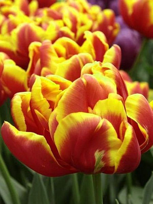 Луковица TUBERBULB Export B.V. тюльпана махрового раннего Силеста 3 шт. 