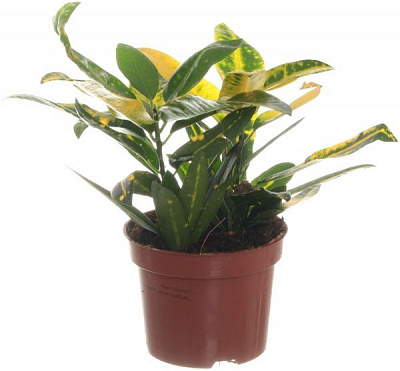 Рослина Кротон 12/40 Голд