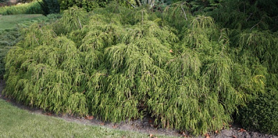 Растение Кипарисовик горохоплодный Филифер Нана / Chamaecyparis pisifera Filifera Nana С7.5 /Н 40
