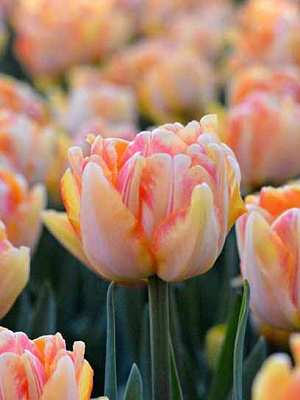 Луковица тюльпана махрового раннего Фокси Фокстрот 3 шт. 