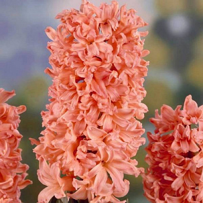 Луковица Яскрава Гиацинт Gipsy Queen 