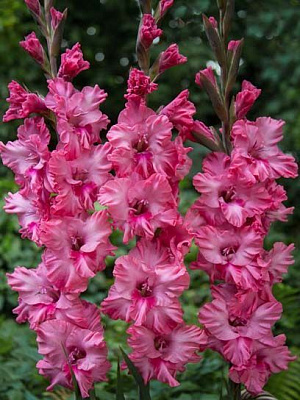 Клубнелуковица гладиолуса Кингстон Руфл 3 шт. 