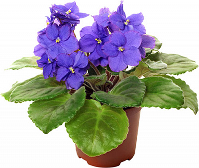 Растение комнатное Сенполия d12 h20