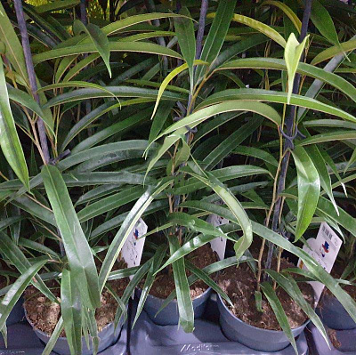 Рослина Фікус бінендійка 17х60 Alii (кущ)