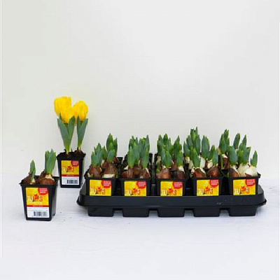 Растение Тюльпан 07х10 желтый Yellow Baby