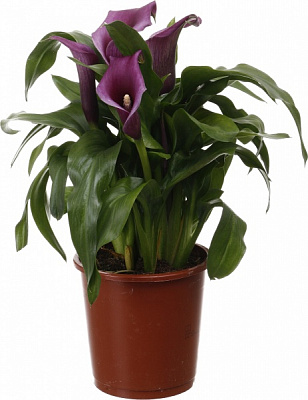 Рослина кімнатна Калла мікс 13/45