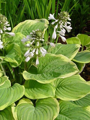 Корневище хосты Фрегрант Букет 1 шт. 