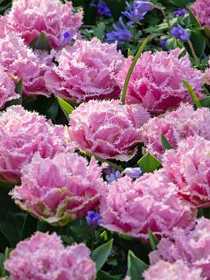 Цибулина тюльпана бахромчастого Перт 3 шт. TUBERBULB Export B.V.