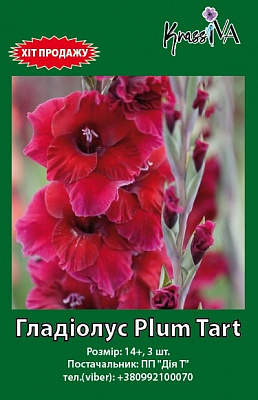 Луковица гладиолус Plumtart 3 шт. 