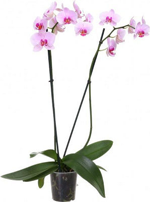 Растение Фаленопсис 2 стволы 12х50 см