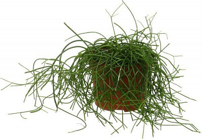 Растение Рипсалис 12х25 см валентина