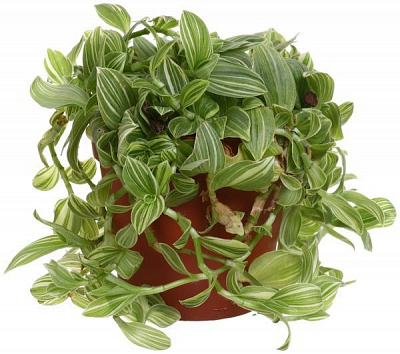 Рослина Традесканція 12//25