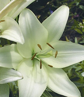 Луковица Яскрава Лилия LA гибрид Kelso 1 шт. 