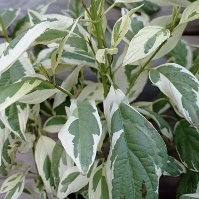 Рослина Свидина біла Kesselringii (V21-F21 50-60 С5)