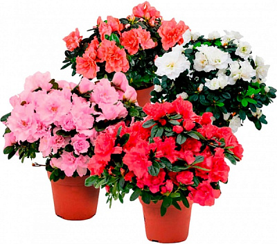 Растение Азалия микс d12/h30 