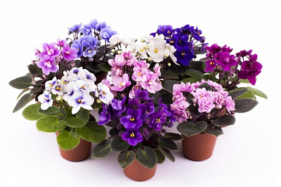 Растение комнатное Сентполия микс 12x20 см