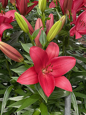 Цибулина VWS EXPORT – IMPORT OF FLOWERBULBS B.V. лілії ЛА Хьюстон 1 шт.