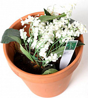 Растение Ландыш обычный майский С1