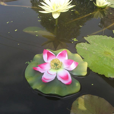 Лотос AWNYP 30506-1