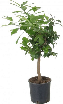 Растение комнатное Лимон на штамбе 22x85 см