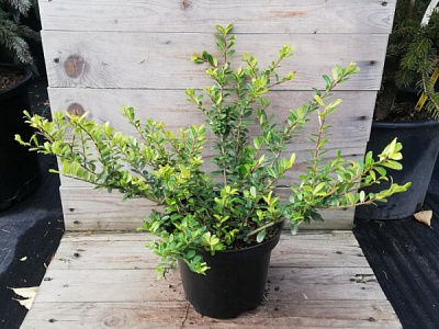 Рослина Падуб С3