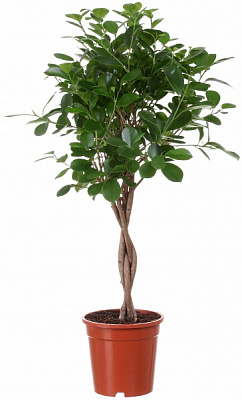 Растение комнатное Фикус Моклам штамб 17x70 см 