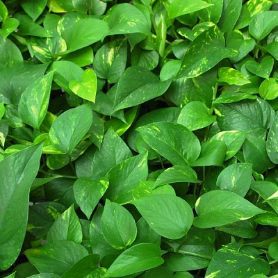 Растение Эпипремнум золотистый Неон