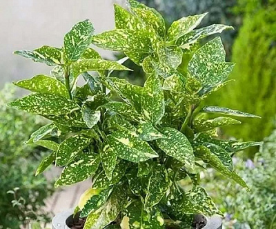 Растение Аукуба Вариегатная d17/h25